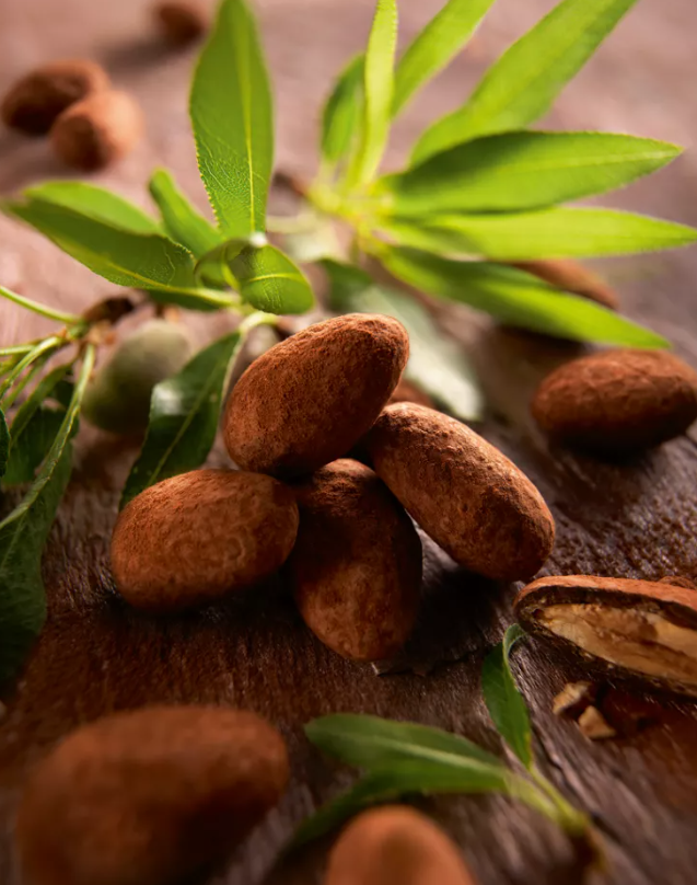 Pralino™ Chocolat Noir Poudré – Amandes enrobées de chocolat noir et de poudre de cacao